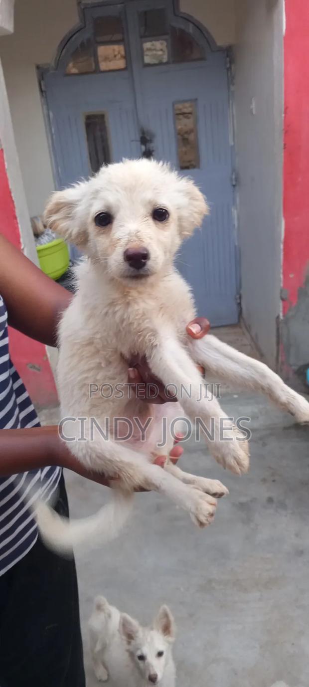 3-6 months Female Purebred Japanese Spitz