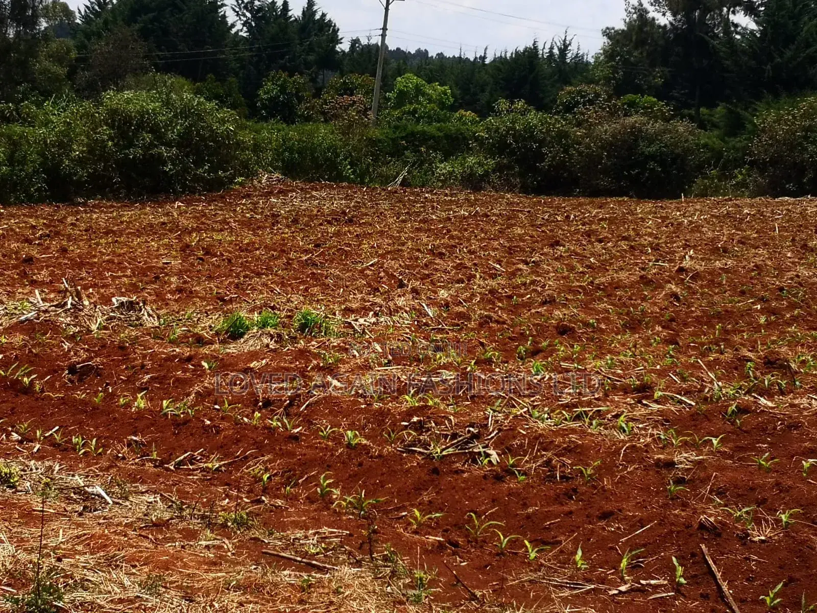 8 Plots Each (50×100ft) Subdivided In A Gated Community Design.