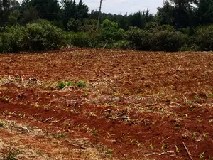8 Plots Each (50×100ft) Subdivided In A Gated Community Design.