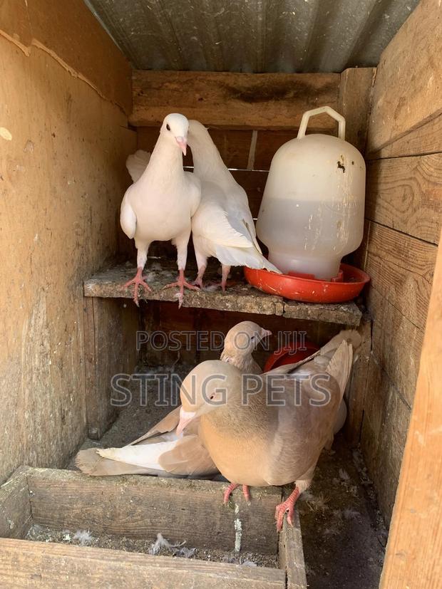 Jumbo Pigeons - thumbnail 3