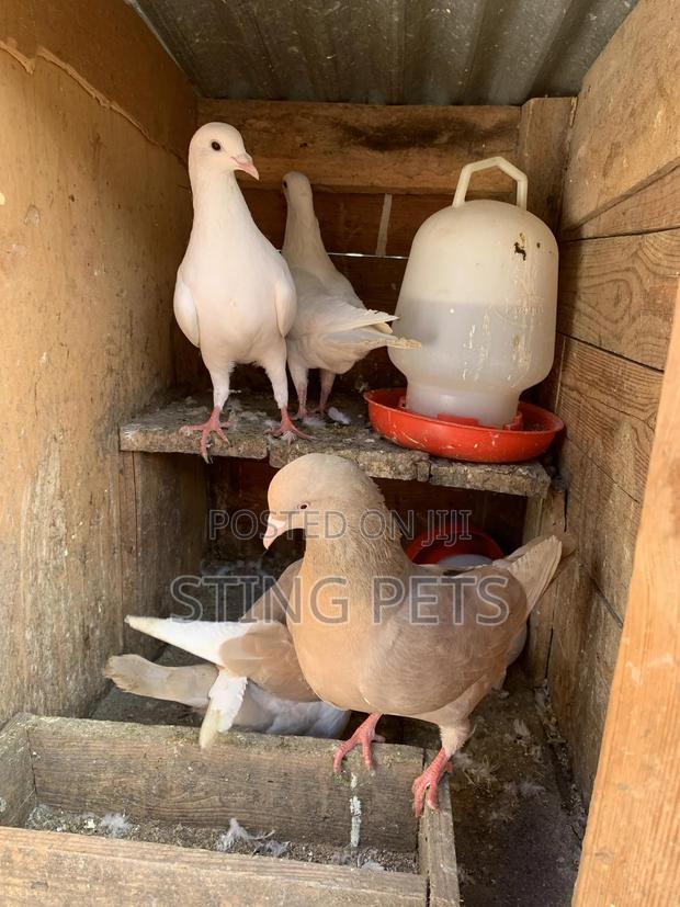 Jumbo Pigeons - thumbnail 4