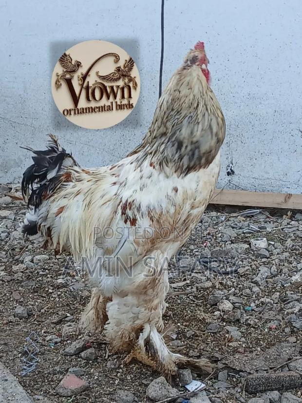 Male Brahma Chicken - main view