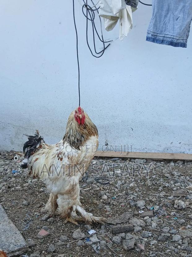 Male Brahma Chicken - thumbnail 2