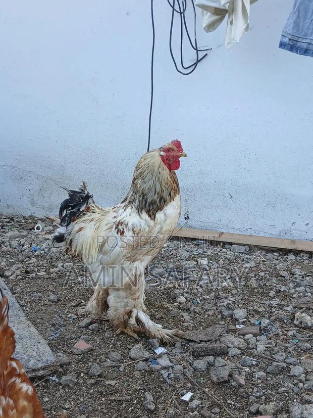 Male Brahma Chicken - thumbnail 3