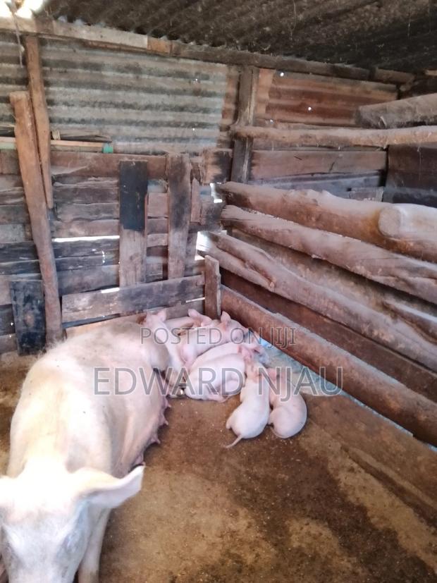 Piglets Duroc - main view