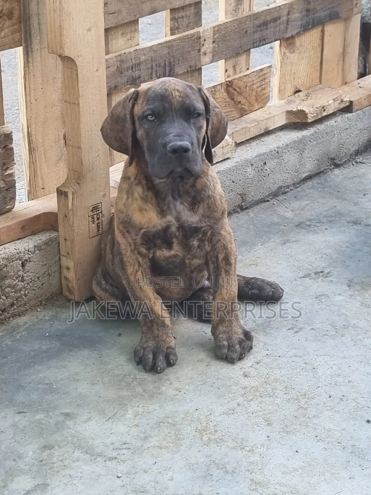 1-3 months Male Purebred Boerboel