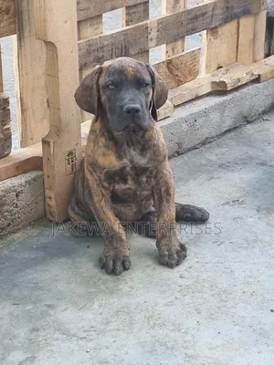 1-3 months Male Purebred Boerboel
