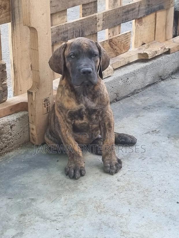 1-3 months Male Purebred Boerboel