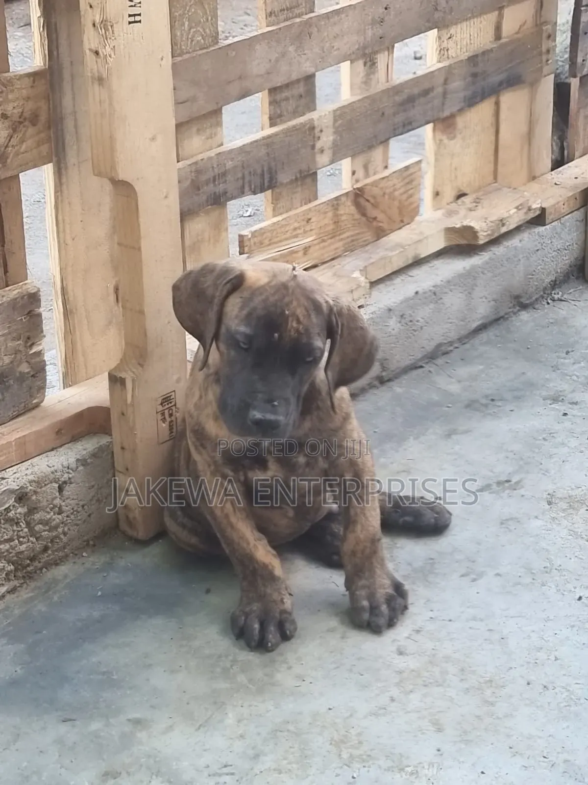 1-3 months Male Purebred Boerboel