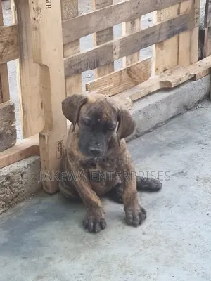 1-3 months Male Purebred Boerboel