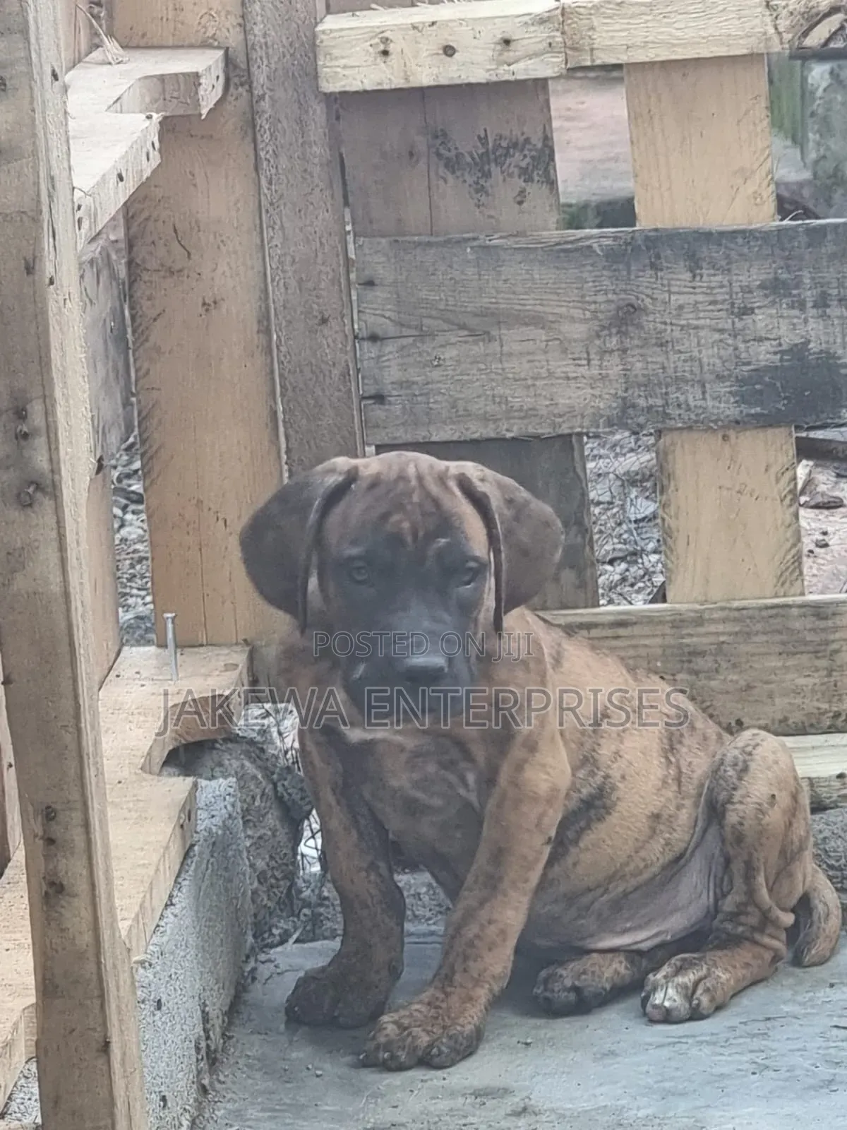 1-3 months Male Purebred Boerboel