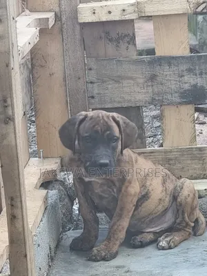 1-3 months Male Purebred Boerboel