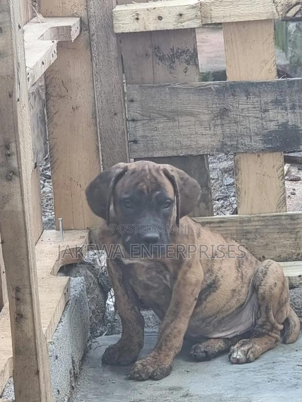 1-3 months Male Purebred Boerboel