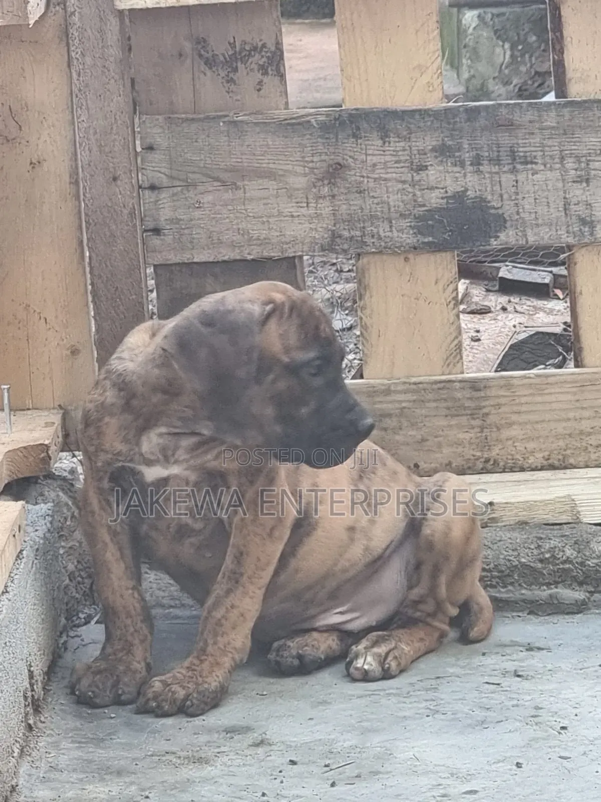 1-3 months Male Purebred Boerboel