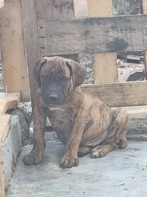 1-3 months Male Purebred Boerboel