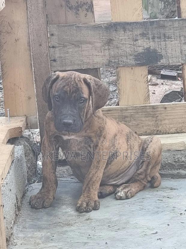 1-3 months Male Purebred Boerboel