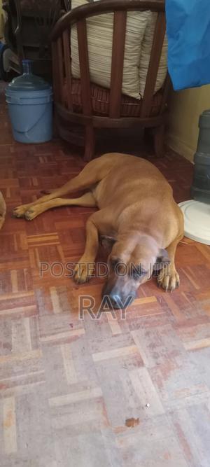 1+ year Female Mixed Breed Rhodesian Ridgeback - thumbnail 2