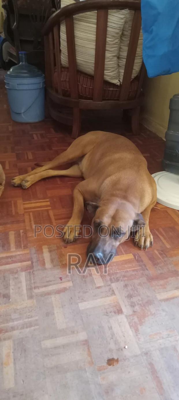 1+ year Female Mixed Breed Rhodesian Ridgeback