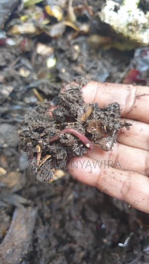 Vermiworms - Red Wriggler Worms - main view