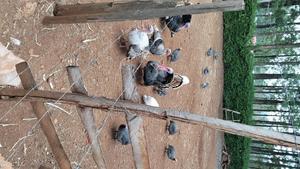 Quality Mature Turkey/Poult for Sale - thumbnail 2