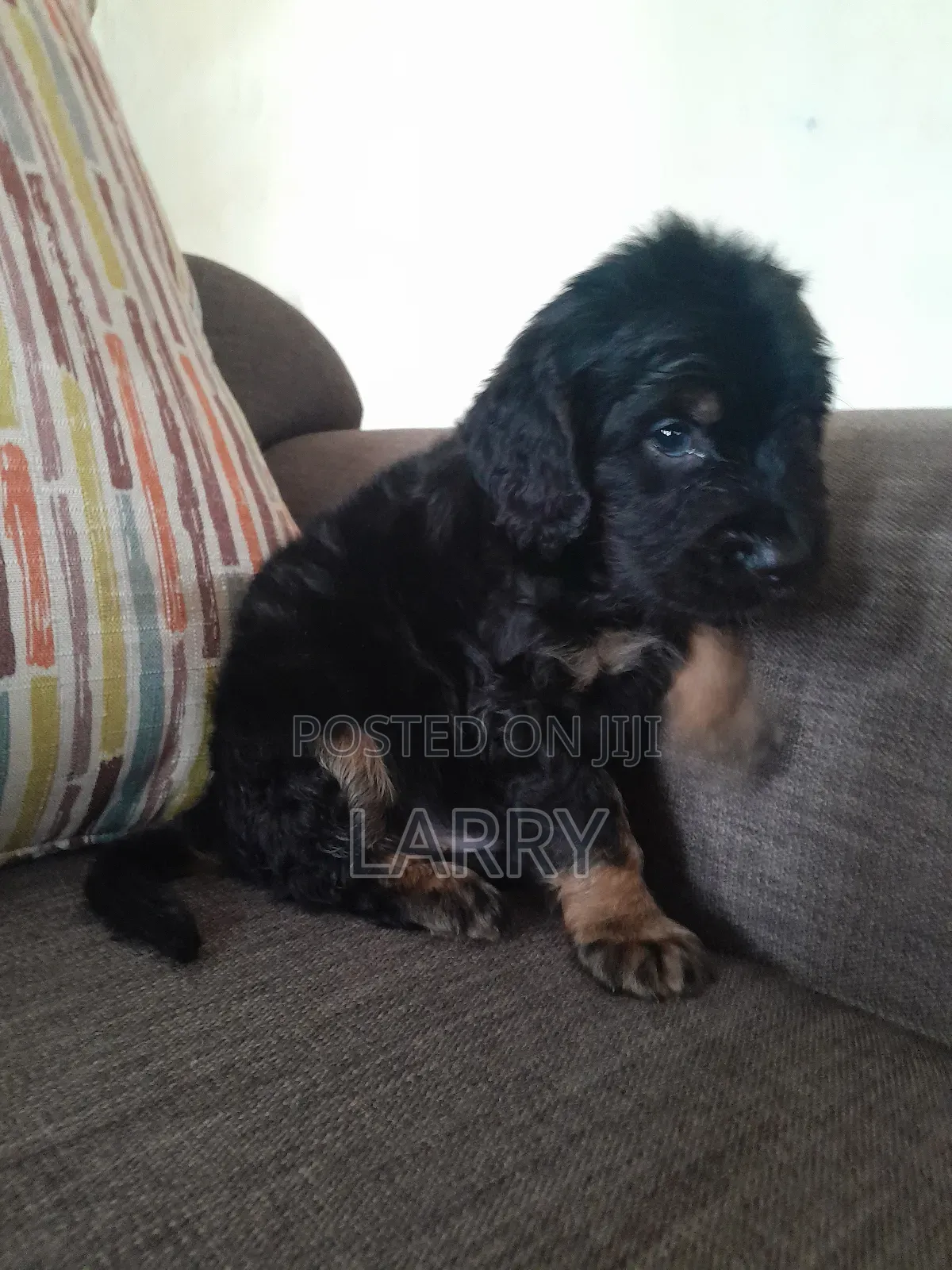 1-3 months Male Purebred Cockapoo