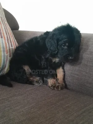 1-3 months Male Purebred Cockapoo