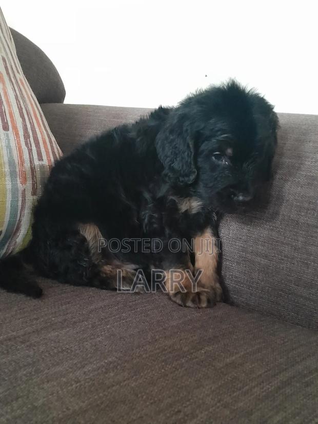 1-3 months Male Purebred Cockapoo - thumbnail 3