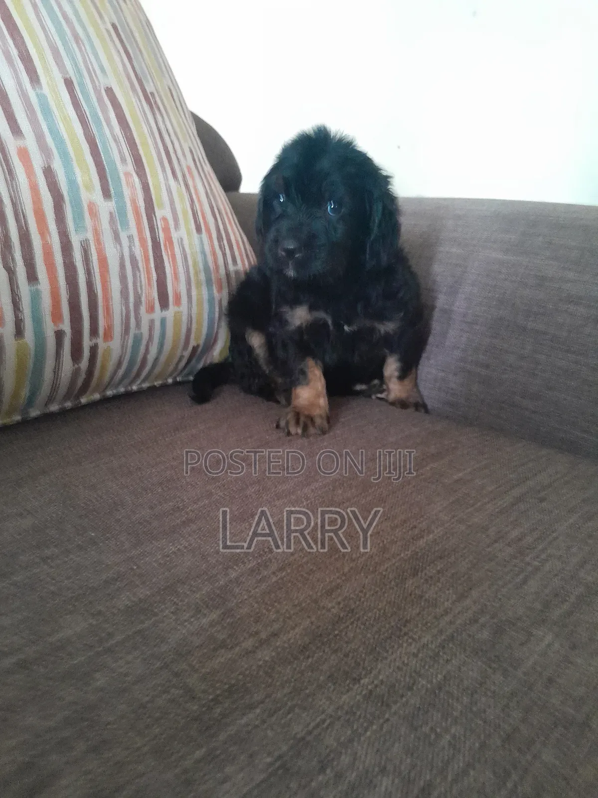 1-3 months Male Purebred Cockapoo