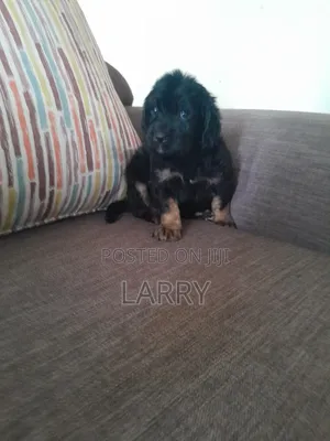 1-3 months Male Purebred Cockapoo
