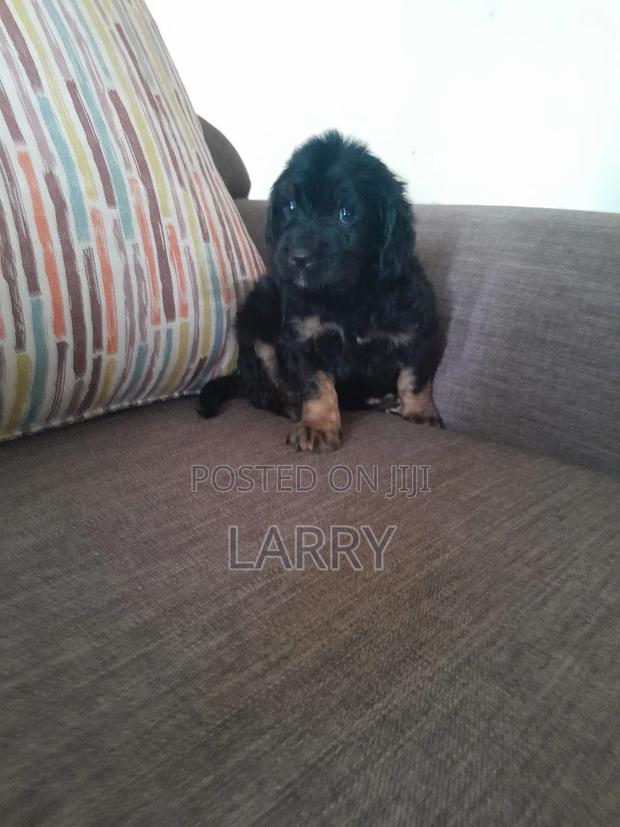 1-3 months Male Purebred Cockapoo - thumbnail 4