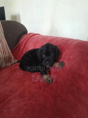 1-3 months Male Purebred Cockapoo - thumbnail 2