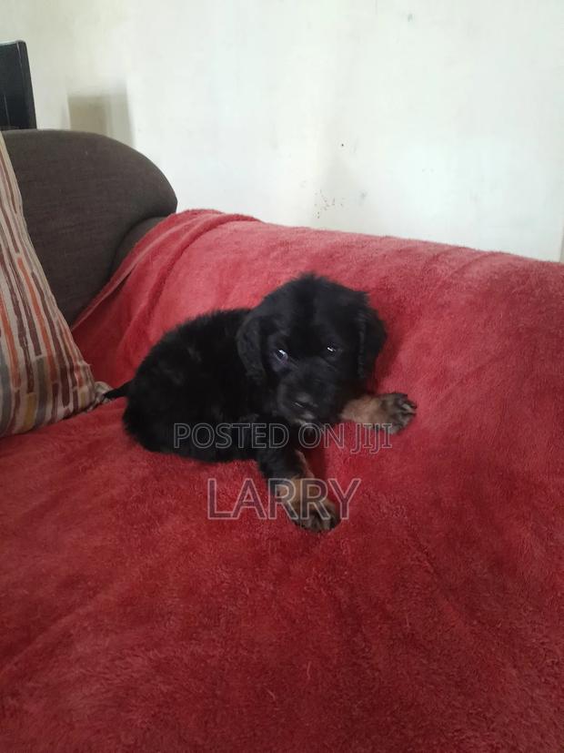 1-3 months Male Purebred Cockapoo - main view