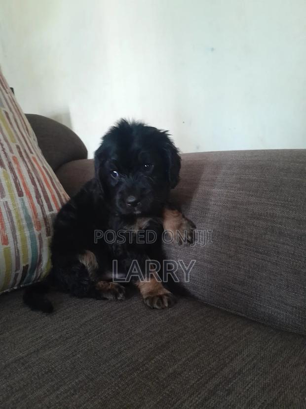1-3 months Male Purebred Cockapoo - thumbnail 3
