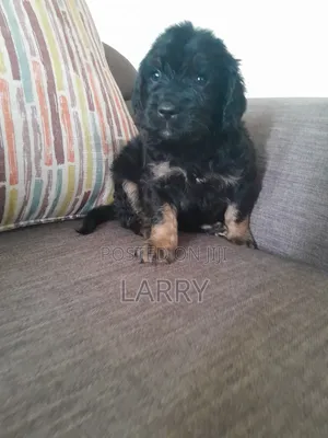 1-3 months Male Purebred Cockapoo