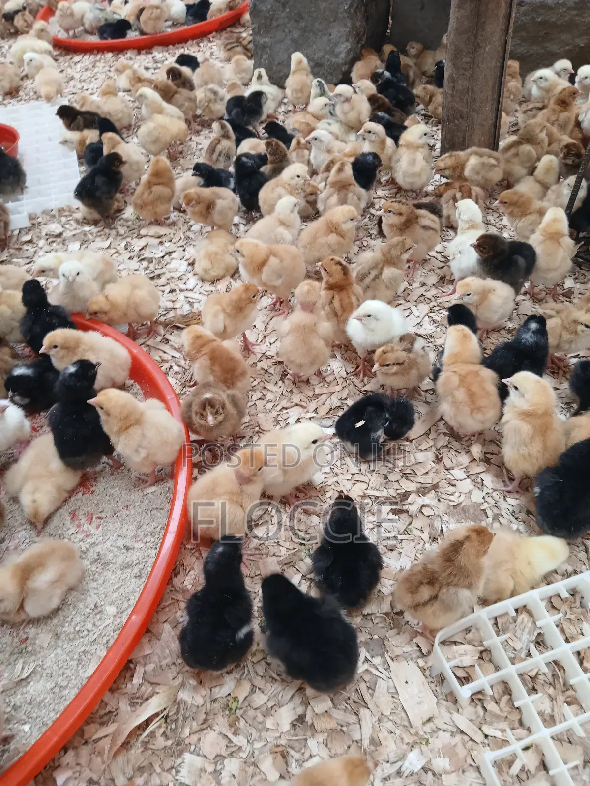 Improved Kienyeji Chicks