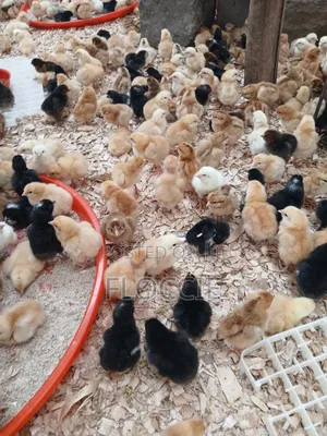Improved Kienyeji Chicks