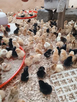 Improved Kienyeji Chicks