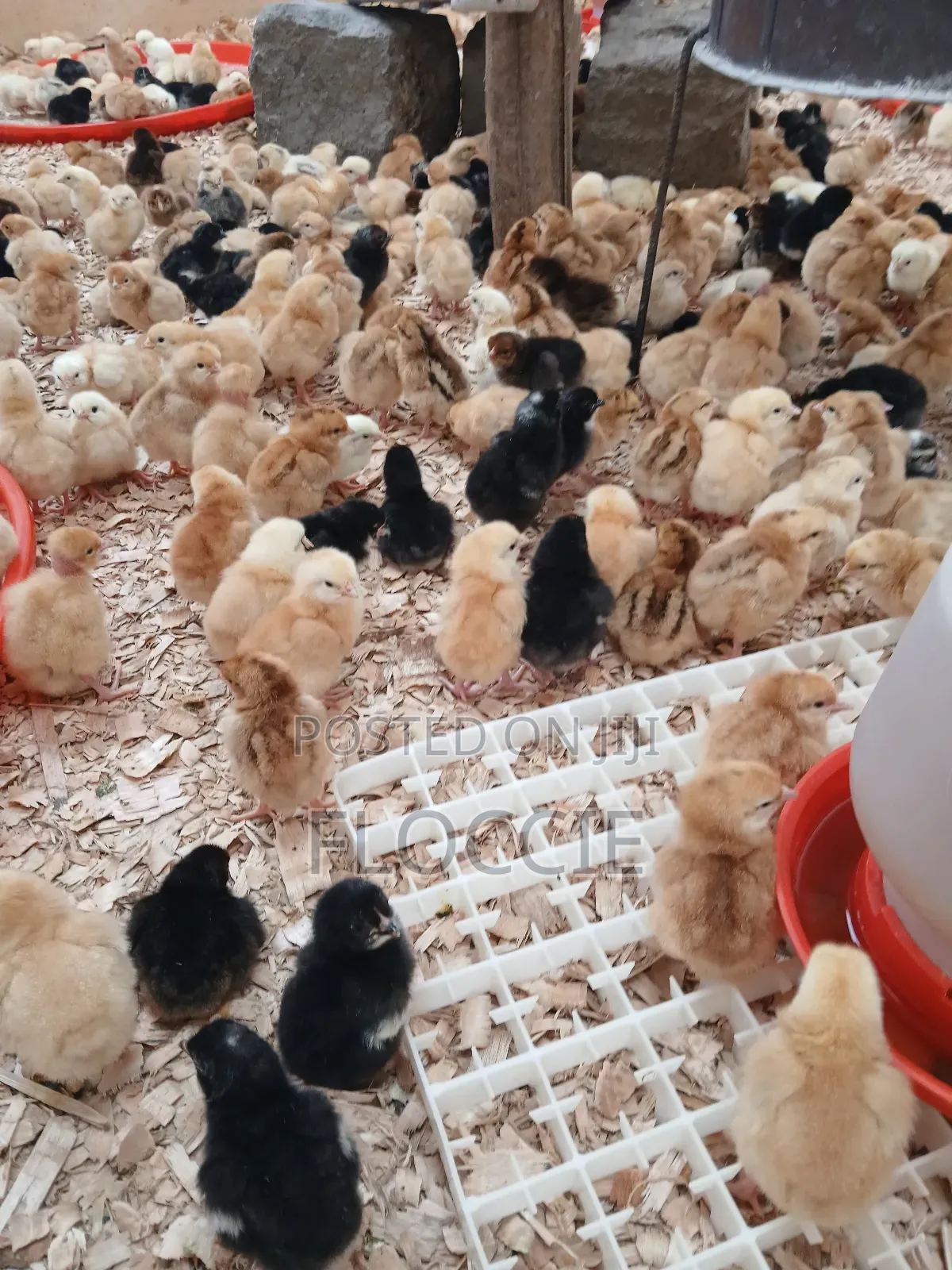 Improved Kienyeji Chicks