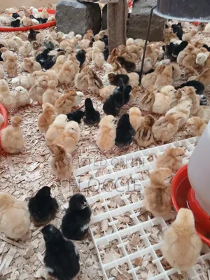 Improved Kienyeji Chicks