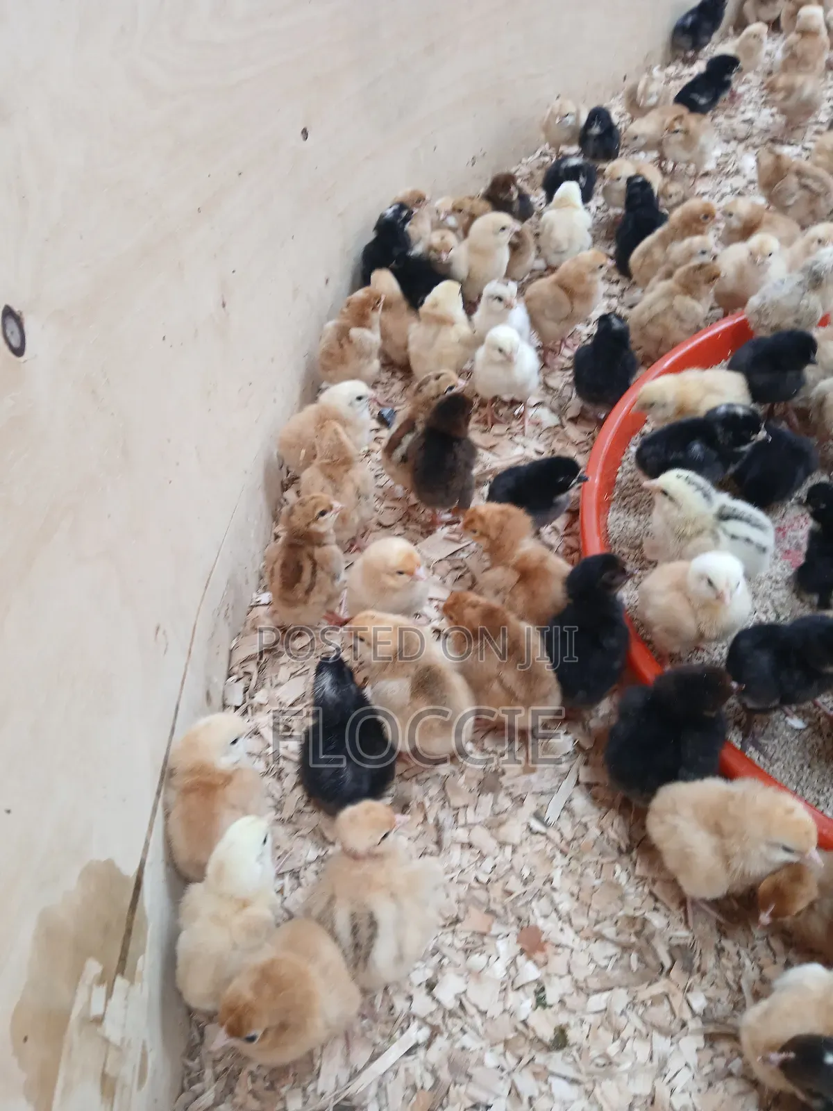 Improved Kienyeji Chicks