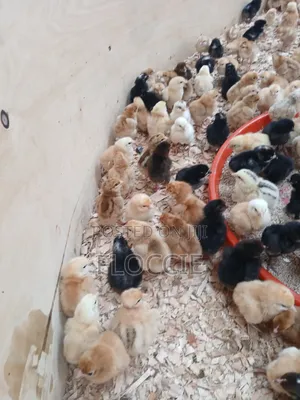 Improved Kienyeji Chicks