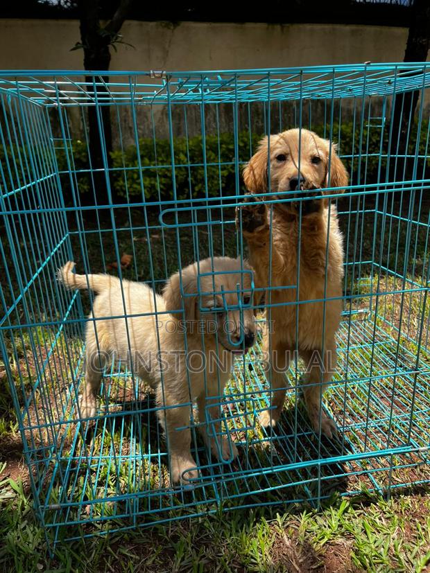 1-3 months Male Purebred Golden Retriever