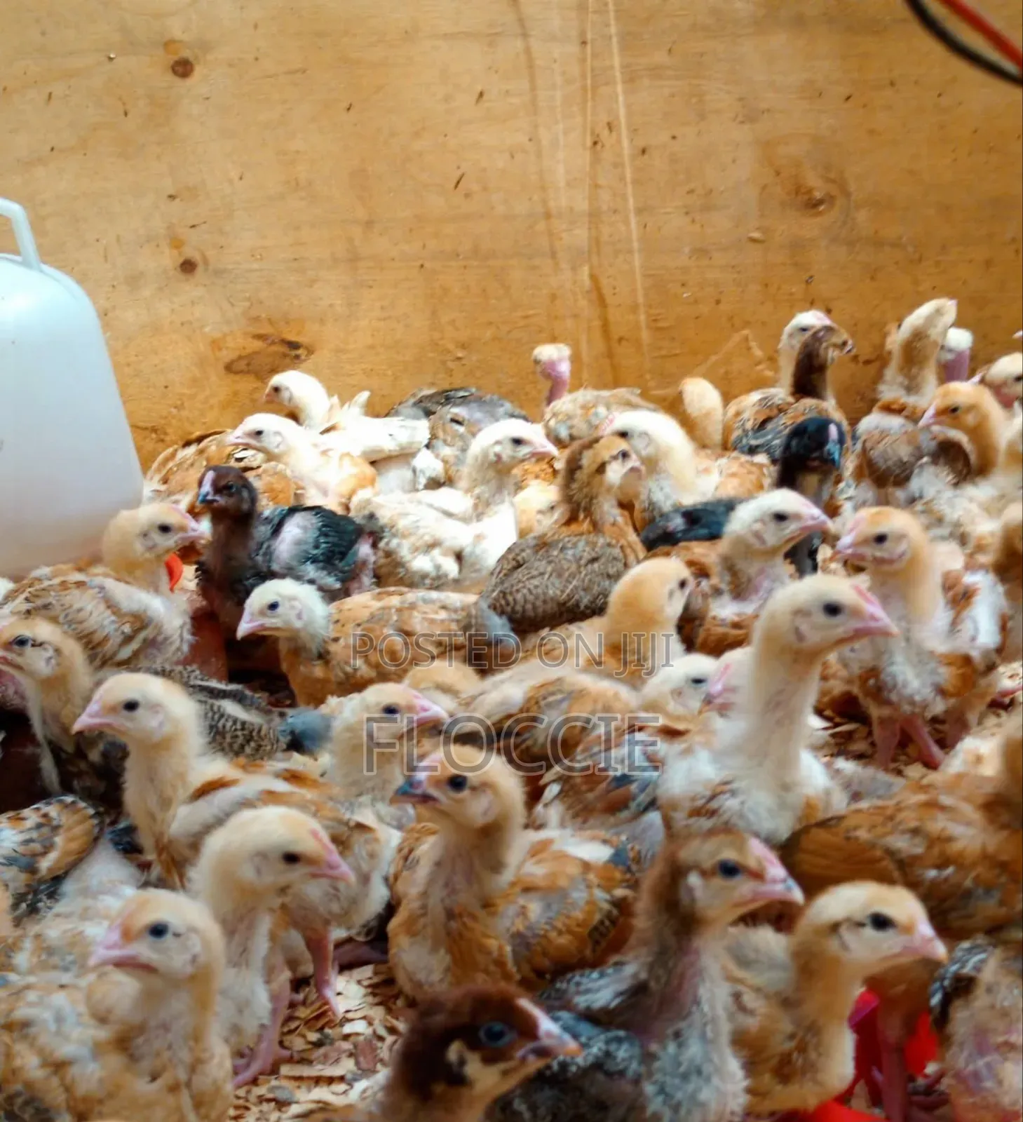 Improved Kienyeji Chicks