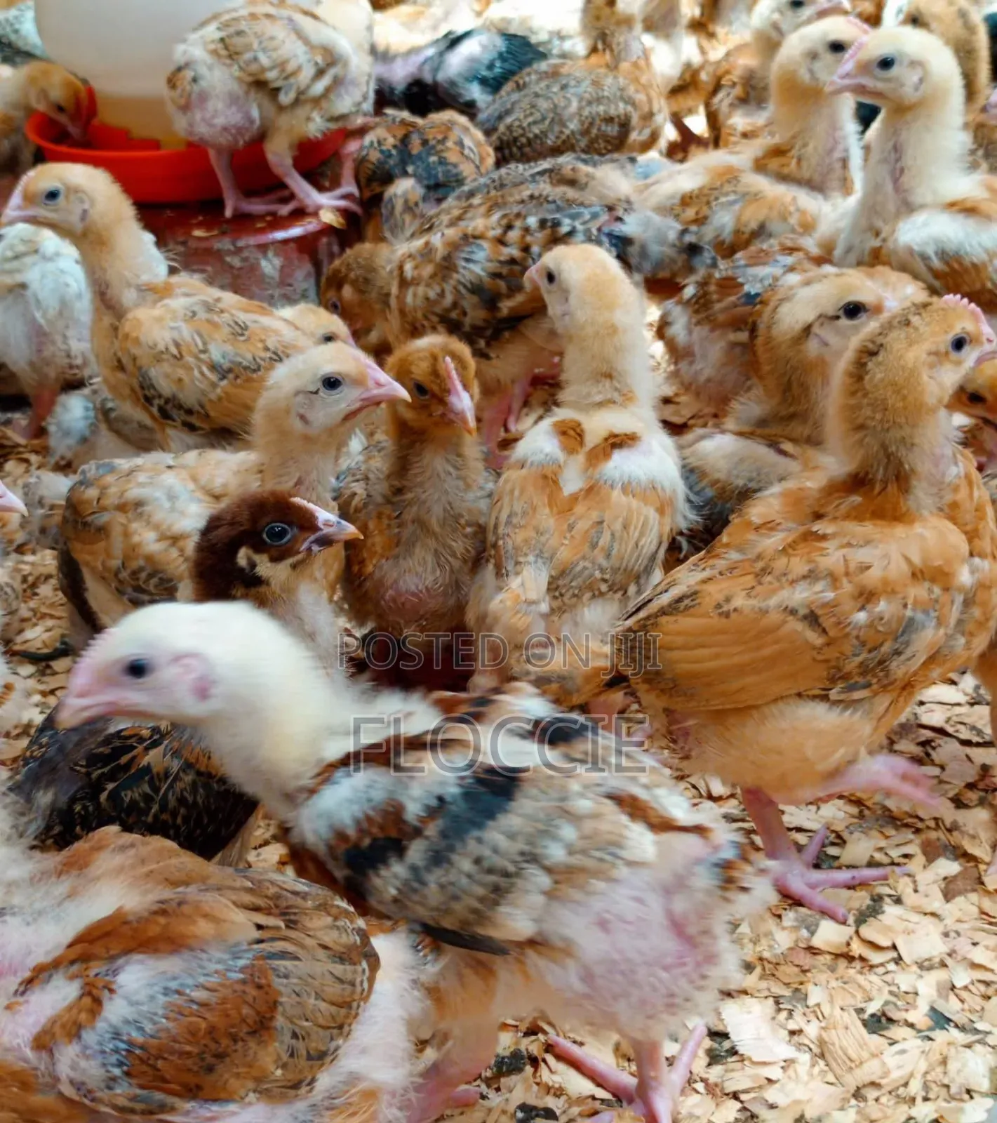 Improved Kienyeji Chicks