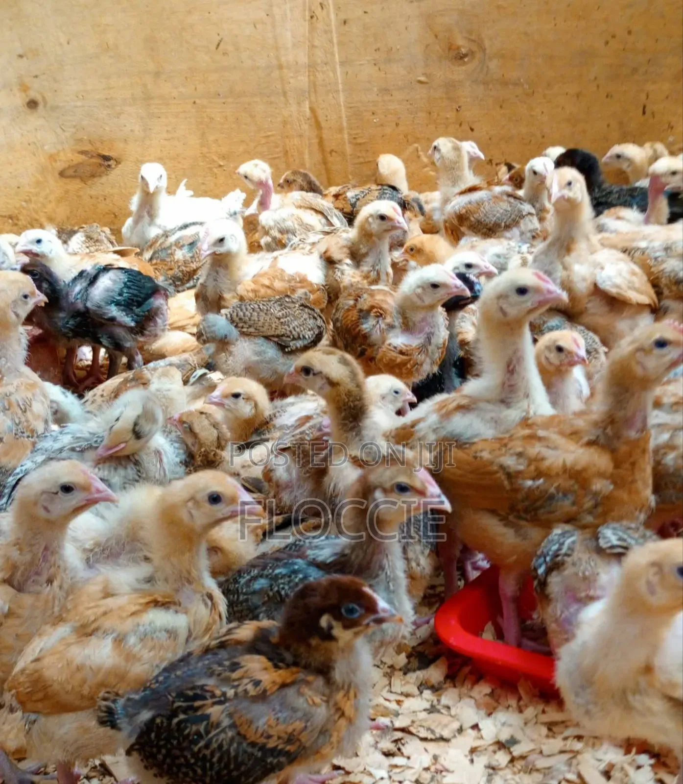 Improved Kienyeji Chicks