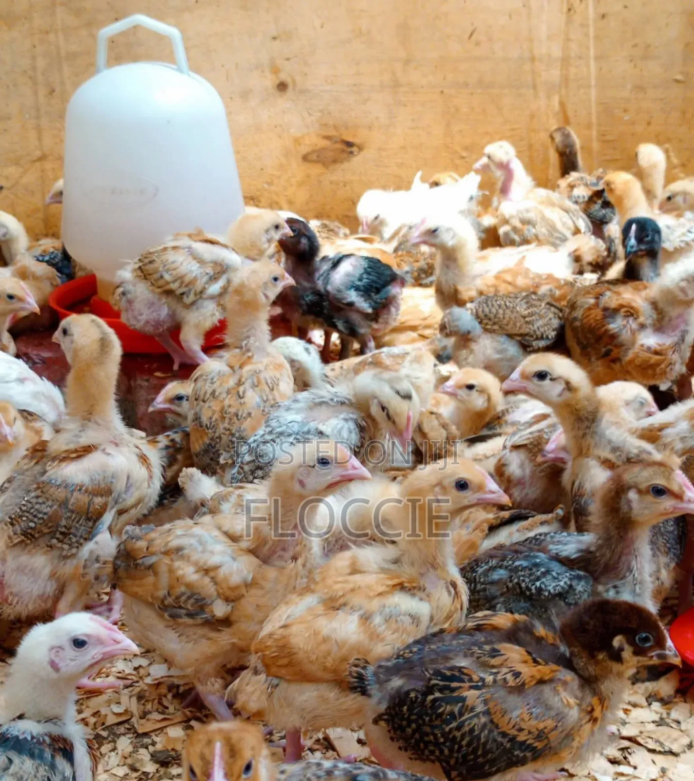 Improved Kienyeji Chicks