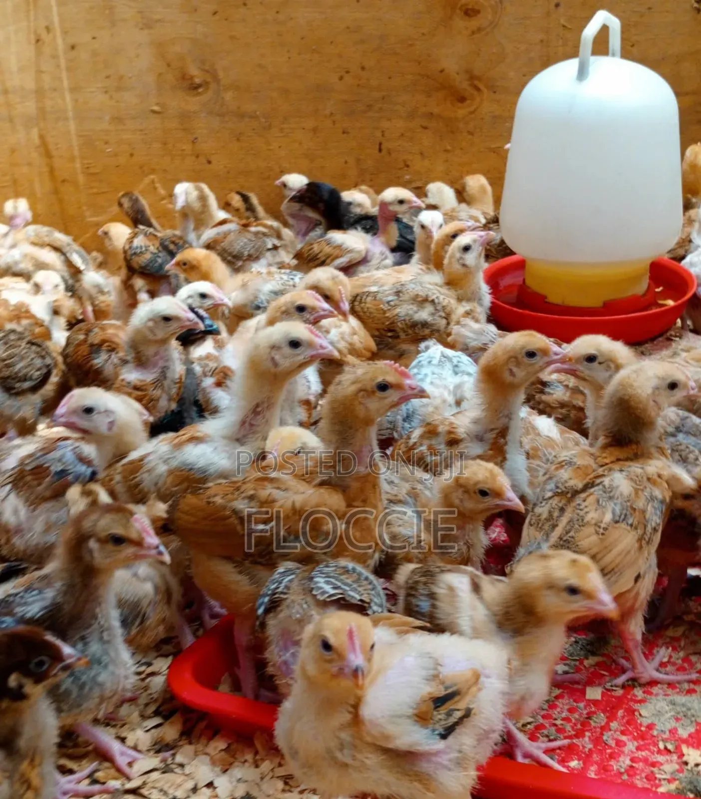 Improved Kienyeji Chicks