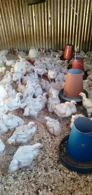 Broilers For Quick Sale At Katani - thumbnail 2