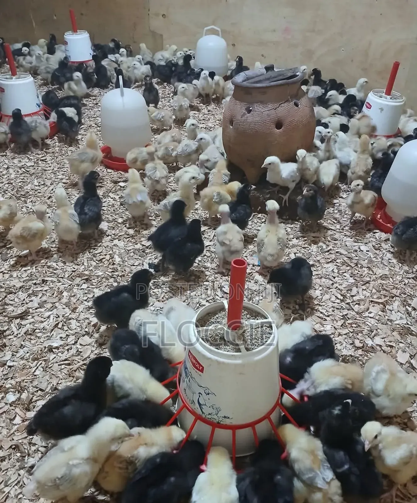 Improved Kienyeji Chicks