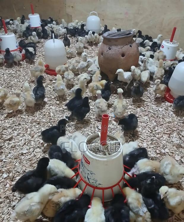 Improved Kienyeji Chicks - main view